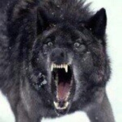 Aralid